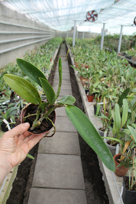 Laeliocattleya Nora's Melody 'Hsinying' (Love Knot x Little Dipper).jpg