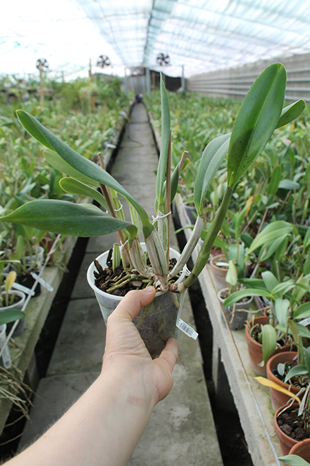 Cattleya lueddemanniana (Morena x OK-2) 'N 1' x lueddemanniana dark lip splash.jpg