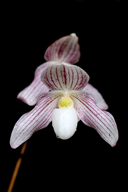 Paphiopedilum philippinense x niveum.jpg