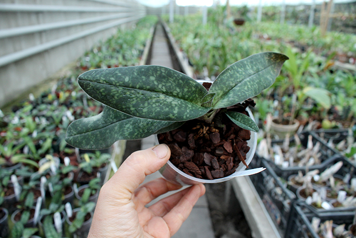 Paphiopedilum bellatulum x wenshanense.jpg