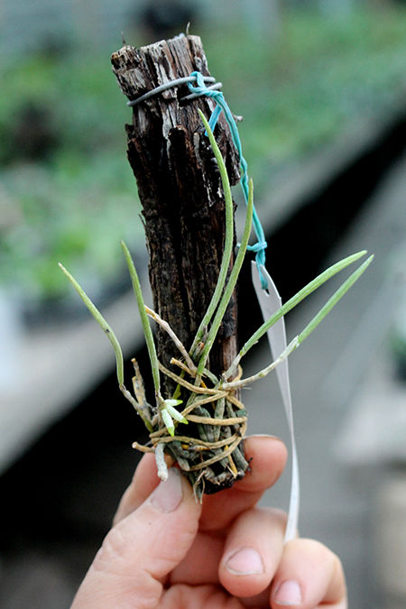 Dendrobium striolatum.jpg