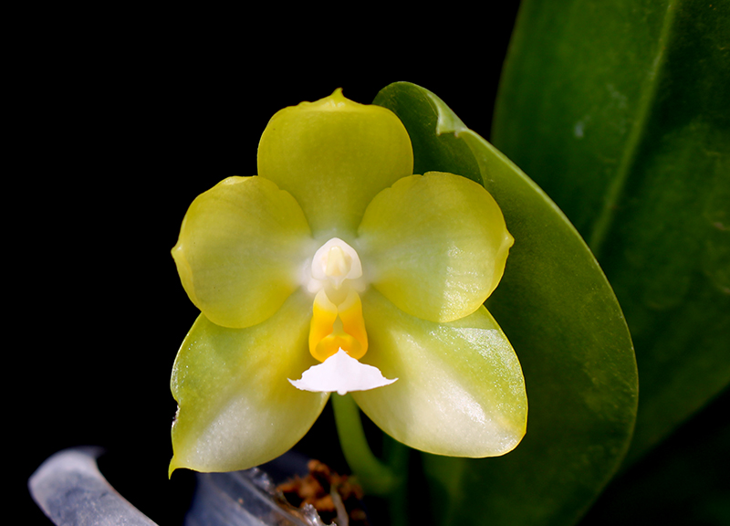 Phalaenopsis Yaphon Evergreen x Yungho Gelb Canary 'Joseph Wu'.jpg