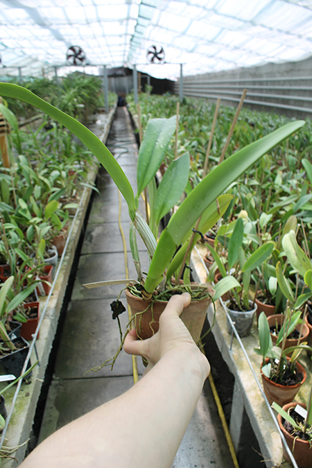 Cattleya trianae coerulea (36-8) x Cattleya lueddemanniana coerulea 'Pedra Azul'.jpg