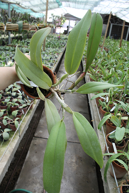 Cattleya labiata rubra 'Schuller' x Cattleya labiata rubra 'Deize'.jpg
