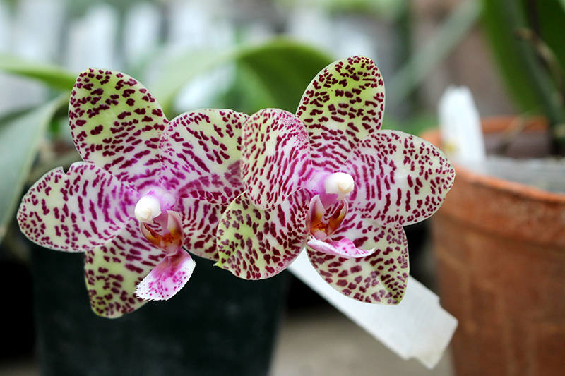 Phalaenopsis Natasha 'Aiko'.jpg