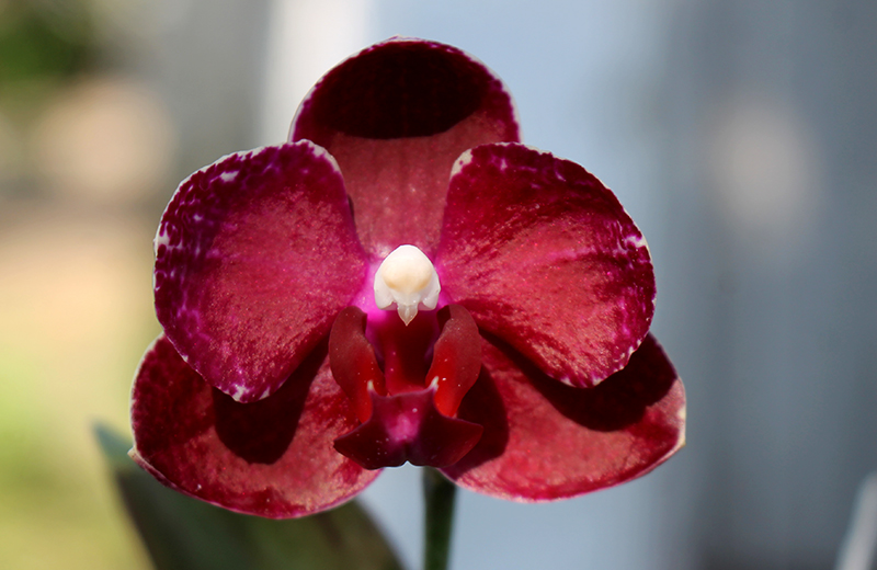 Phalaenopsis Chingruey's Fancy 'Red Wine'.jpg