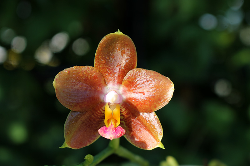 Phalaenopsis Ho's Green Marble '#1' x Chang Maw Evergreen 'U-Bix'.jpg