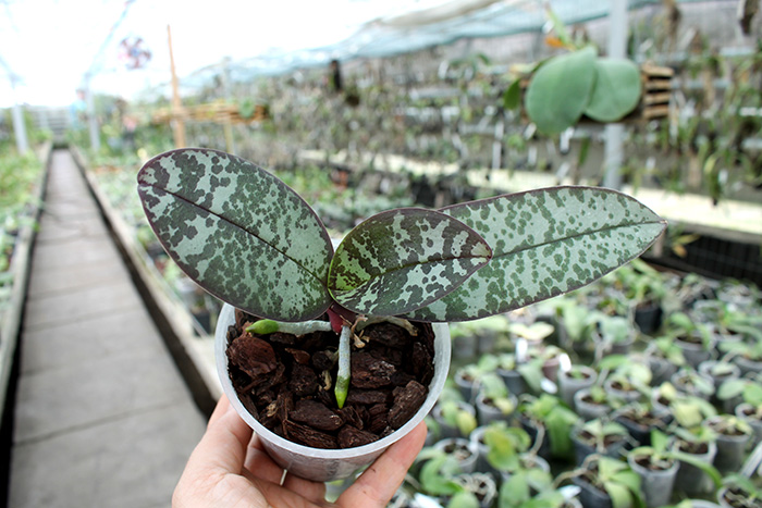 Phalaenopsis stuartiana punctatissima.jpg