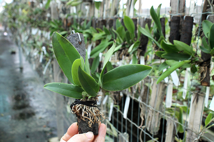 Cattleya dowiana aurea.jpg