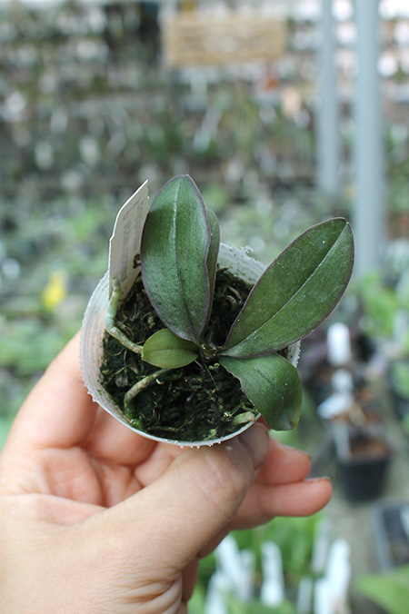 Phalaenopsis San Shia Appendo.jpg