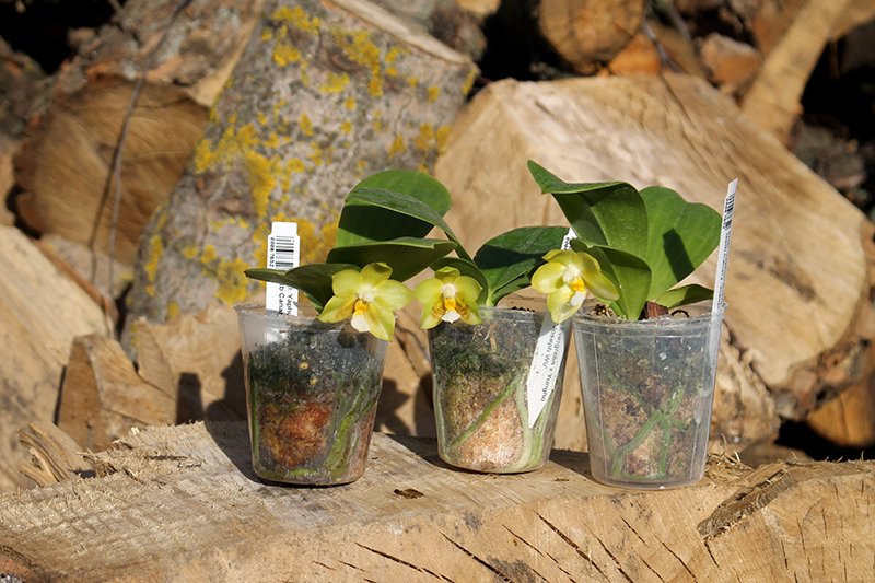 Phalaenopsis Yaphon Evergreen x Yungho Gelb Canary 'Joseph Wu'.jpg