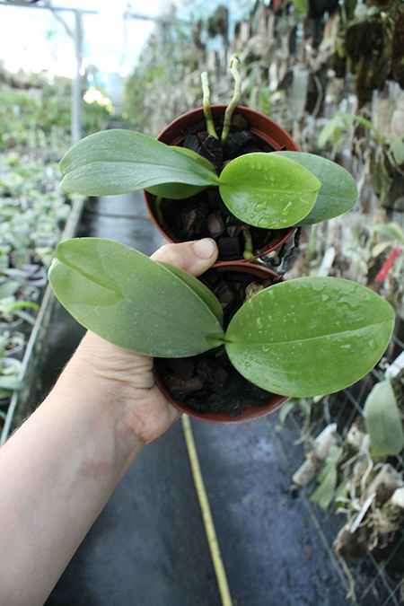 Phalaenopsis AL Sun Tiger x Zheng Min Tyrannosaurus.jpg