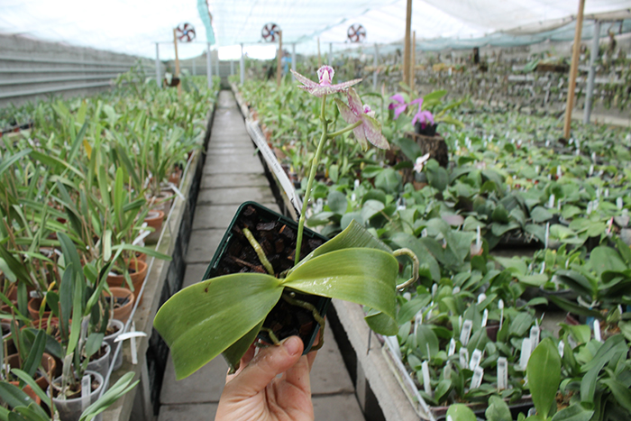 Phalaenopsis Natasha 'Aiko'.jpg