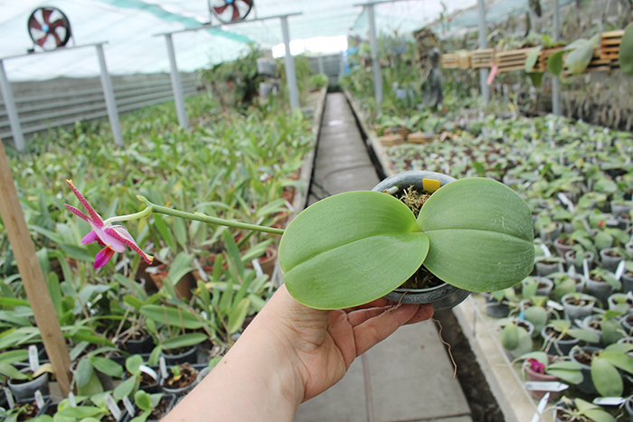 Phalaenopsis Mituo Sun 'Mituo #1' x Ld's Bear King 'YK-14'.jpg