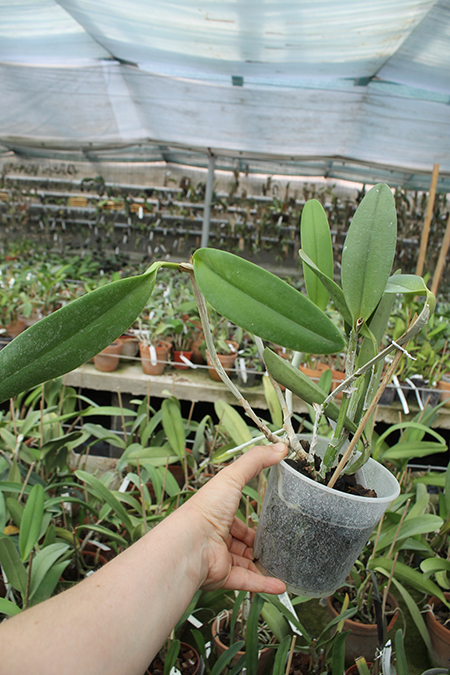 (Brassavola digbyana x Rhyncholaeliocattleya Kuwale Gem) 'ORCHIS'.jpg