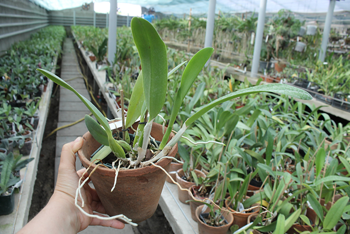 Laeliocattleya Gaskell - Pumila 'Azure Star'.jpg