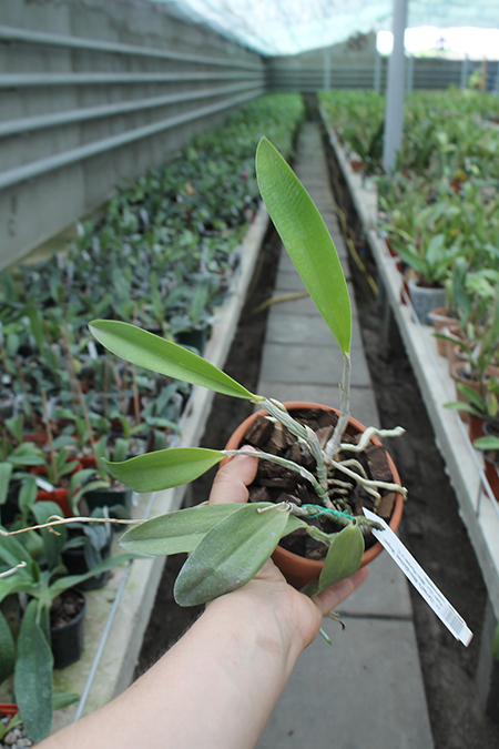 Laeliocattleya Cariad's Mini-Quinee 'Angel Kiss'.jpg