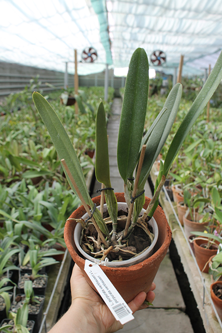 Laelia purpurata werkhauseri x Laelia purpurata werkhauseri.jpg