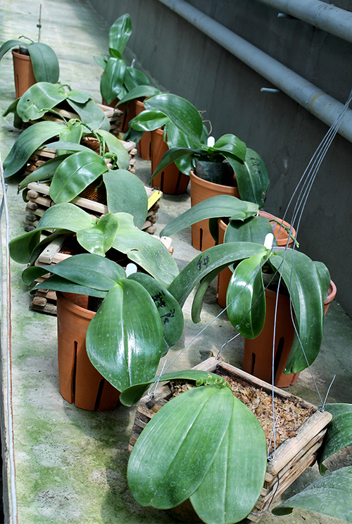 Phalaenopsis gigantea hybrids.jpg