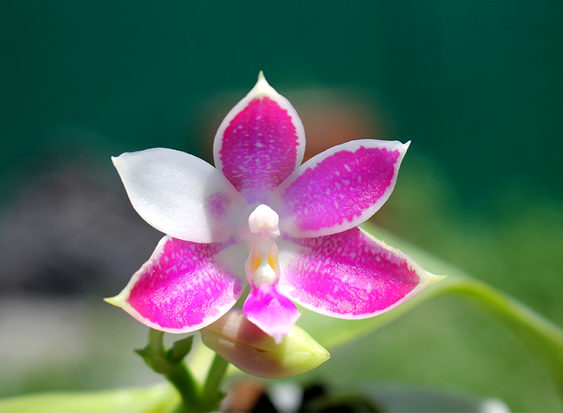 Phalaenopsis Jennifer Palermo 'C1 type'.jpg