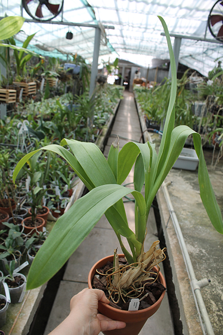 Cyrtochilum serratum.jpg