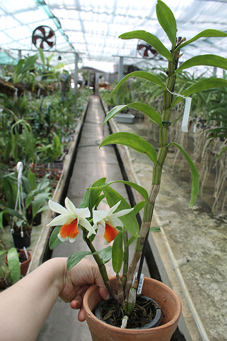 Dendrobium Dawn Marie.jpg