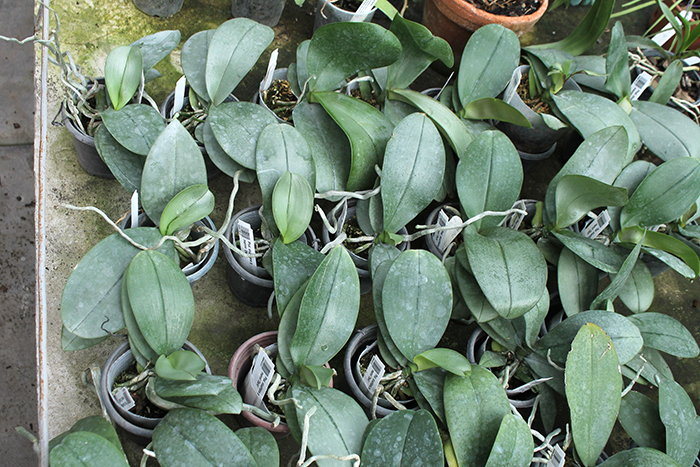 Phalaenopsis stuartiana punctatissima x mannii 'Dark'.jpg
