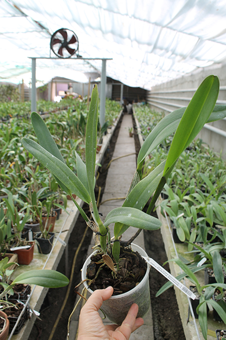 Laelia tenebrosa 'Fumacina Fujita' x Laelia tenebrosa extra XXX.jpg