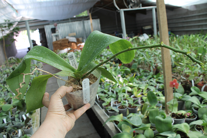 Phalaenopsis Brother Princess 'Hai-Tung'.jpg