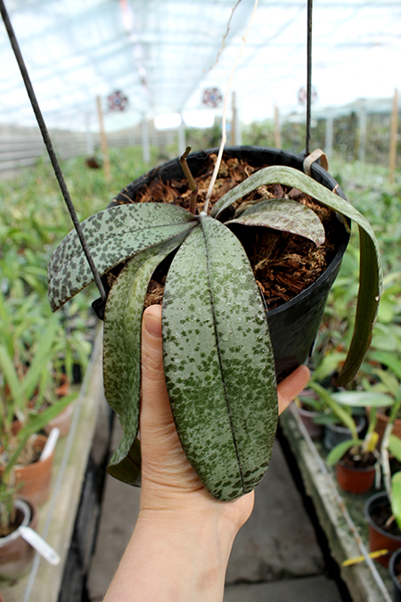 Phalaenopsis celebensis.jpg