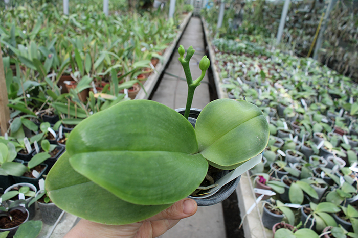 Phalaenopsis Mituo Sun Queen 'Peaches'.jpg