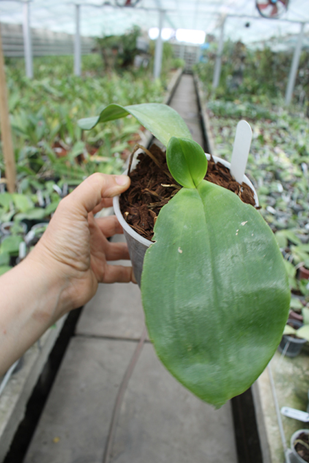 Phalaenopsis Yaphon Yellow Bloom.jpg
