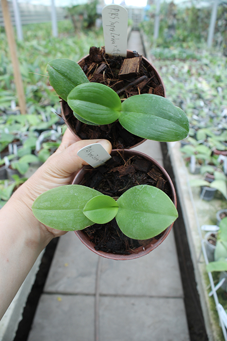 Phalaenopsis KS Super Zebra x Mituo Sun 'AL'.jpg