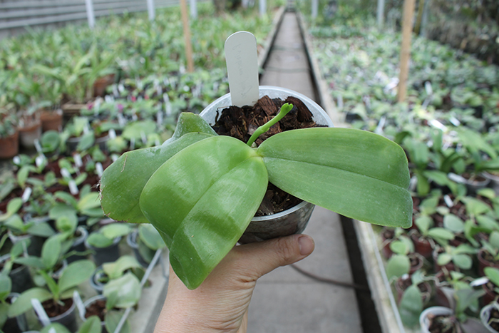 Phalaenopsis violacea indigo.jpg