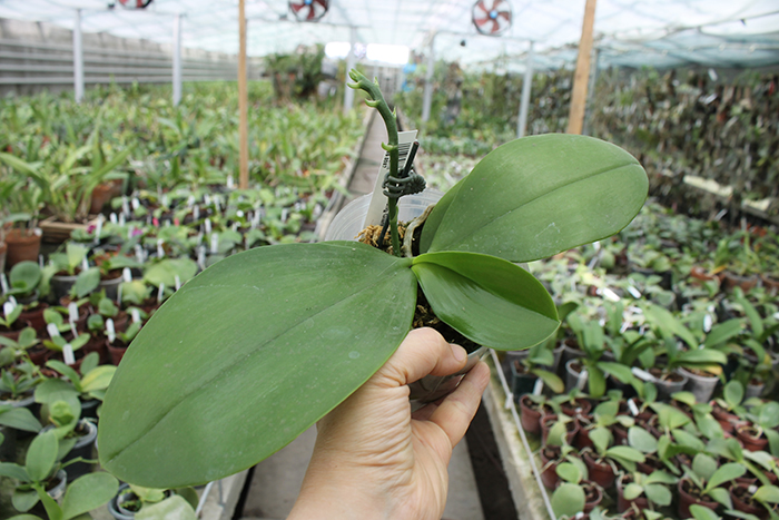 Phalaenopsis Chienlung Giant Leopard.jpg