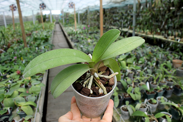 Doritis pulcherrima aquinii.jpg