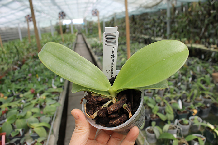 Phalaenopsis gigantea x pulchra red.jpg