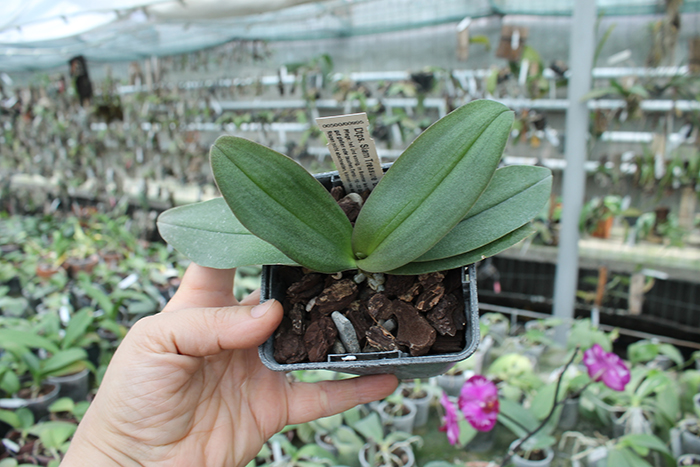 Doritaenopsis Siam Treasure 'Blue'.jpg