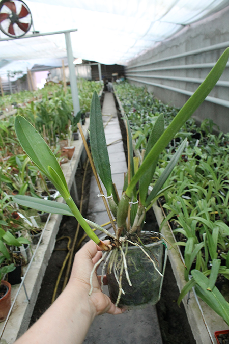 Cattleya eldorado tipo XXX x Cattleya eldorado rubra.jpg