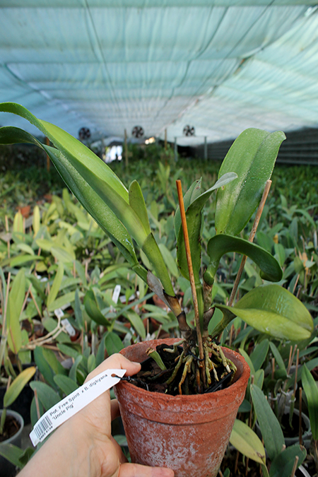 Potinara Free Spirit x Brassavola digbyana 'Uncle Pig'.jpg