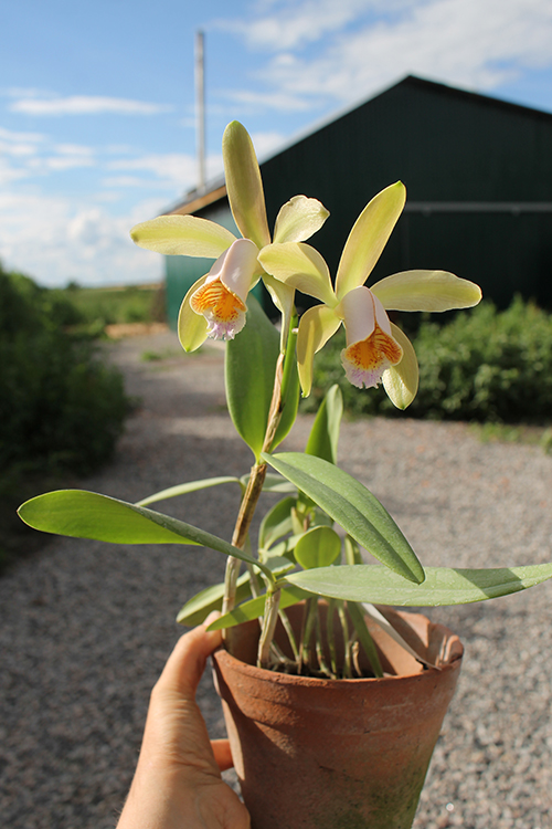 Cattleya forbesii.jpg