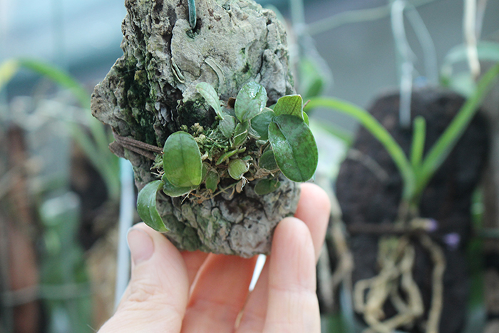 Oncidium limminghei.jpg