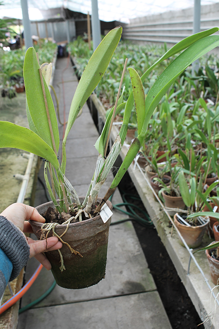 Brassolaeliocattleya Chinese Beauty 'Fire Phoenix'.jpg