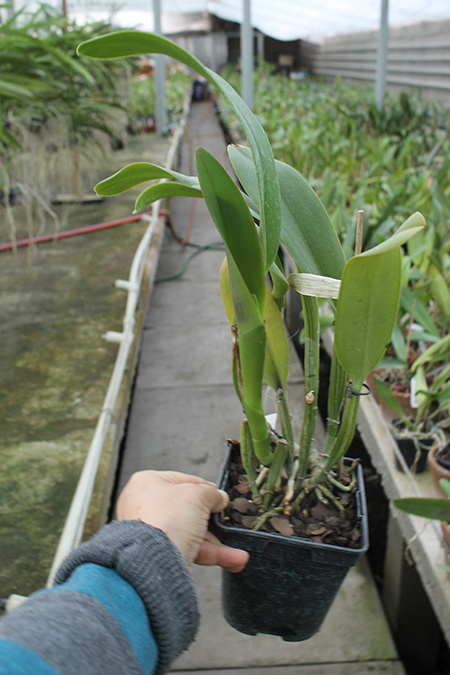Brassolaeliocattleya Lucky Strike x Brassolaeliocattleya Golf Pink.jpg