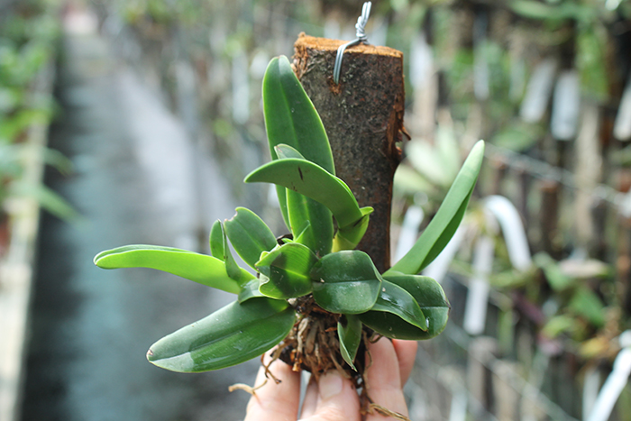 Cattleya dowiana.jpg