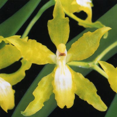 Oncidium maculatum.jpg