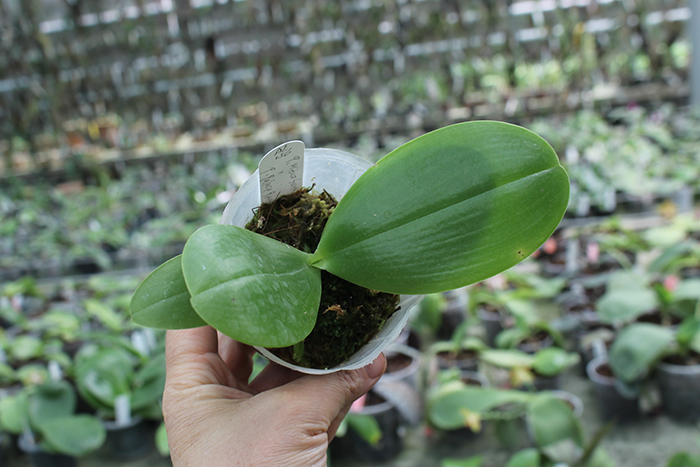 Phalaenopsis Mituo Sun x Palace Reef.jpg