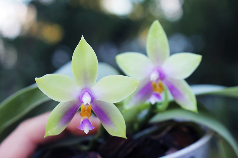 Phalaenopsis LDs Bear Queen x violacea blue 'Big'.jpg