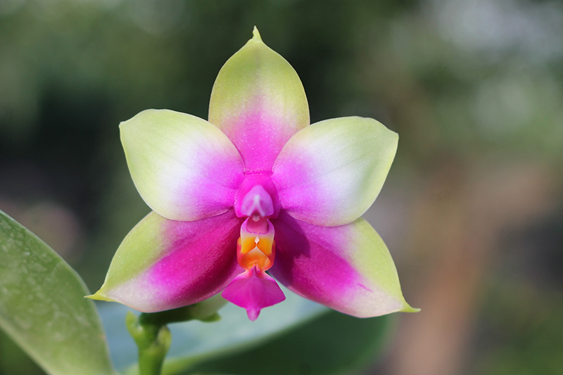 Phalaenopsis Samera x bellina.jpg