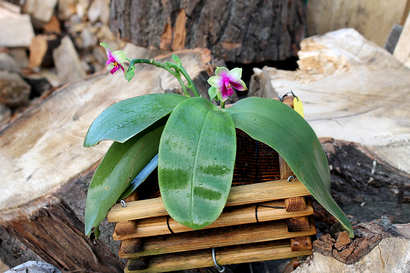 Phalaenopsis bellina 'Chun #25'.jpg